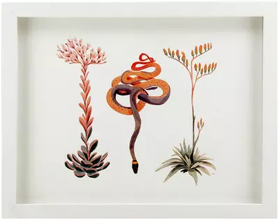 California Natives: Rose flowered stonecrop, Pacific ring necked snake & Lance leaf liveforever , Alexandria Neonakis