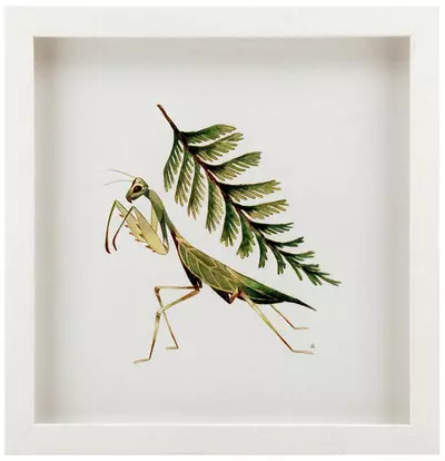 California Natives: Praying mantis & Western red cedar , Alexandria Neonakis