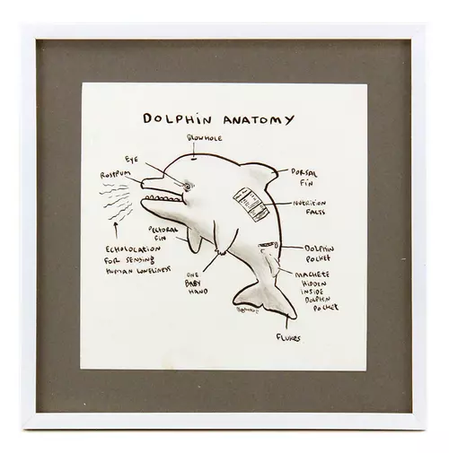 Dolphin Anatomy, Megan Nicole Dong