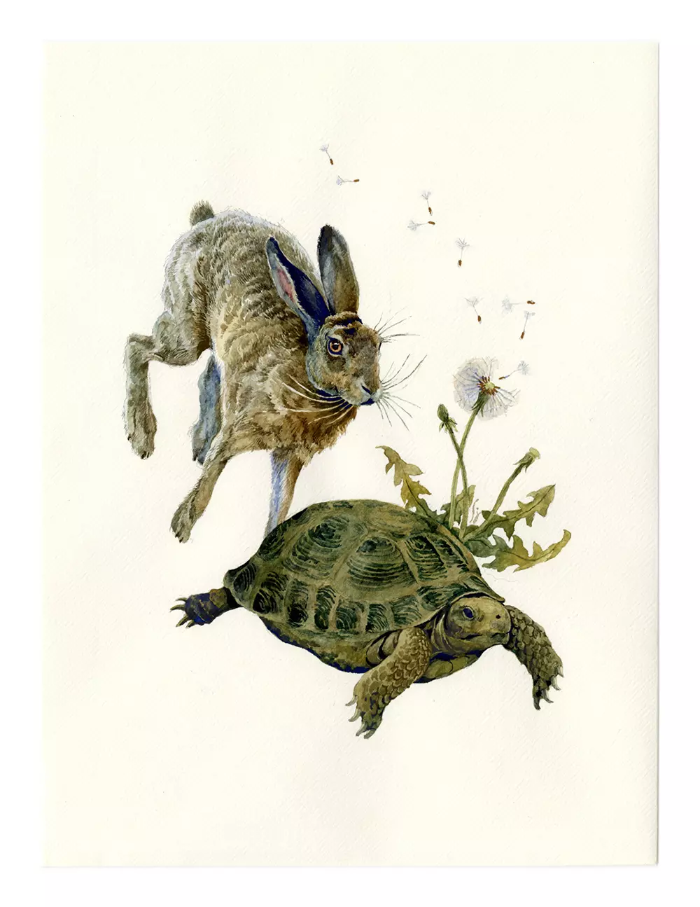 The Tortoise and the Hare, Lily Seika Jones