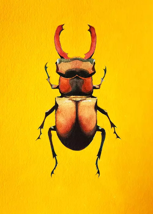 Stag Beetle, Felicity  Frobom