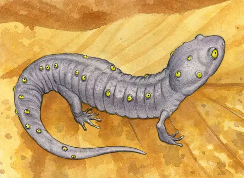 Salamander's Gander, C.M. Duffy