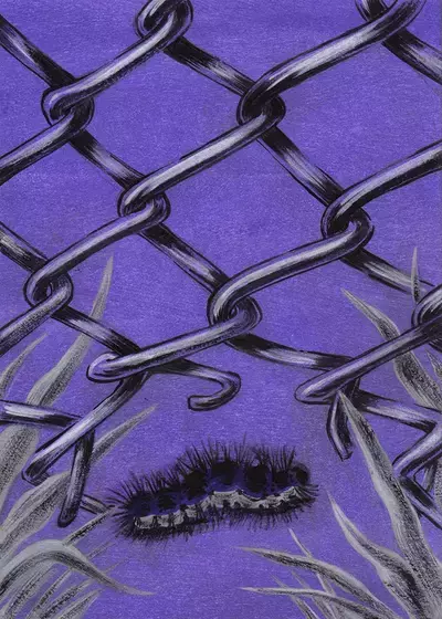 Trespasser, Calma