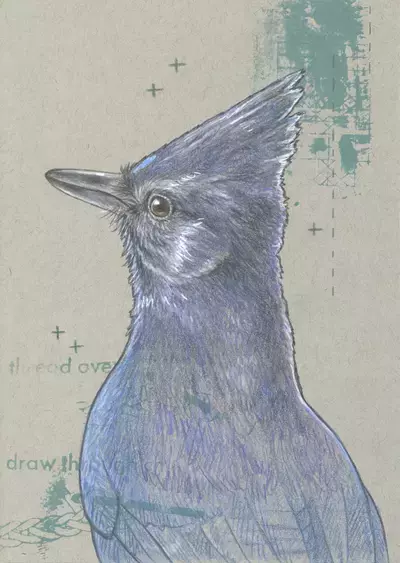 Steller's jay 1, Janelle Lile