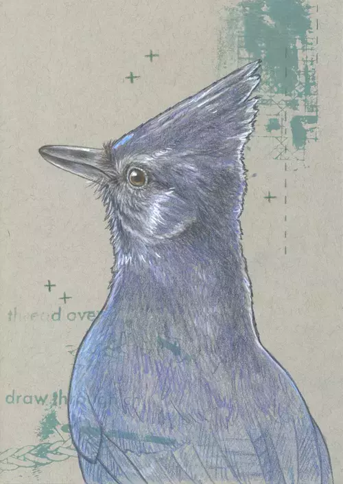 Steller's jay 1, Janelle Lile