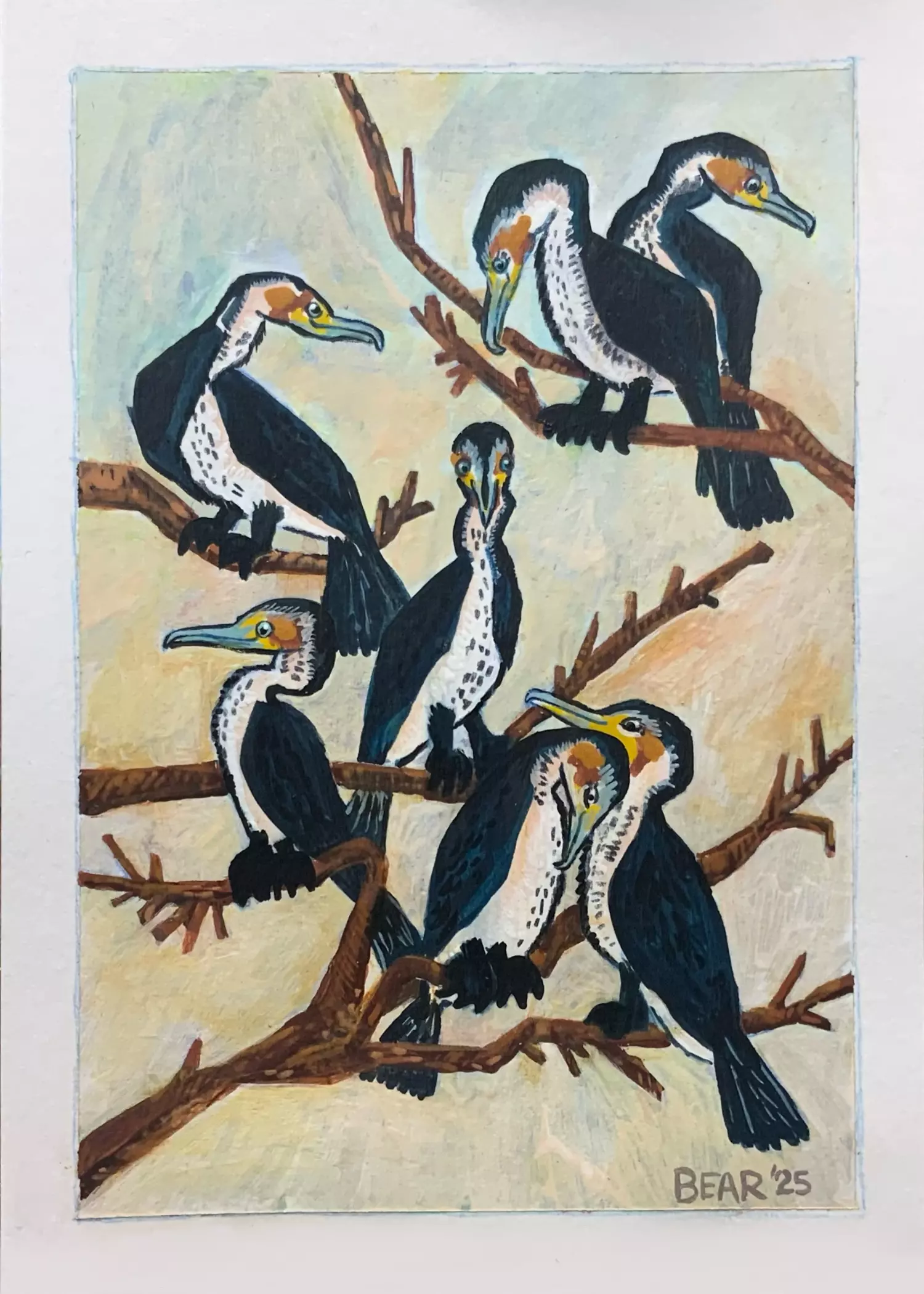 Cormorants, Bear Howe