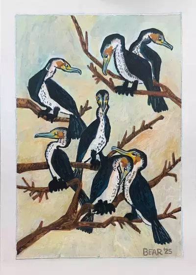 Cormorants, Bear Howe