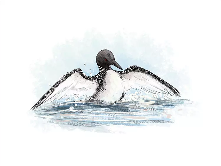 Loon [PRINT], Alan Barillaro