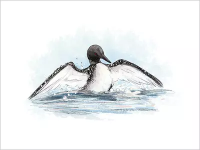 Loon [PRINT], Alan Barillaro